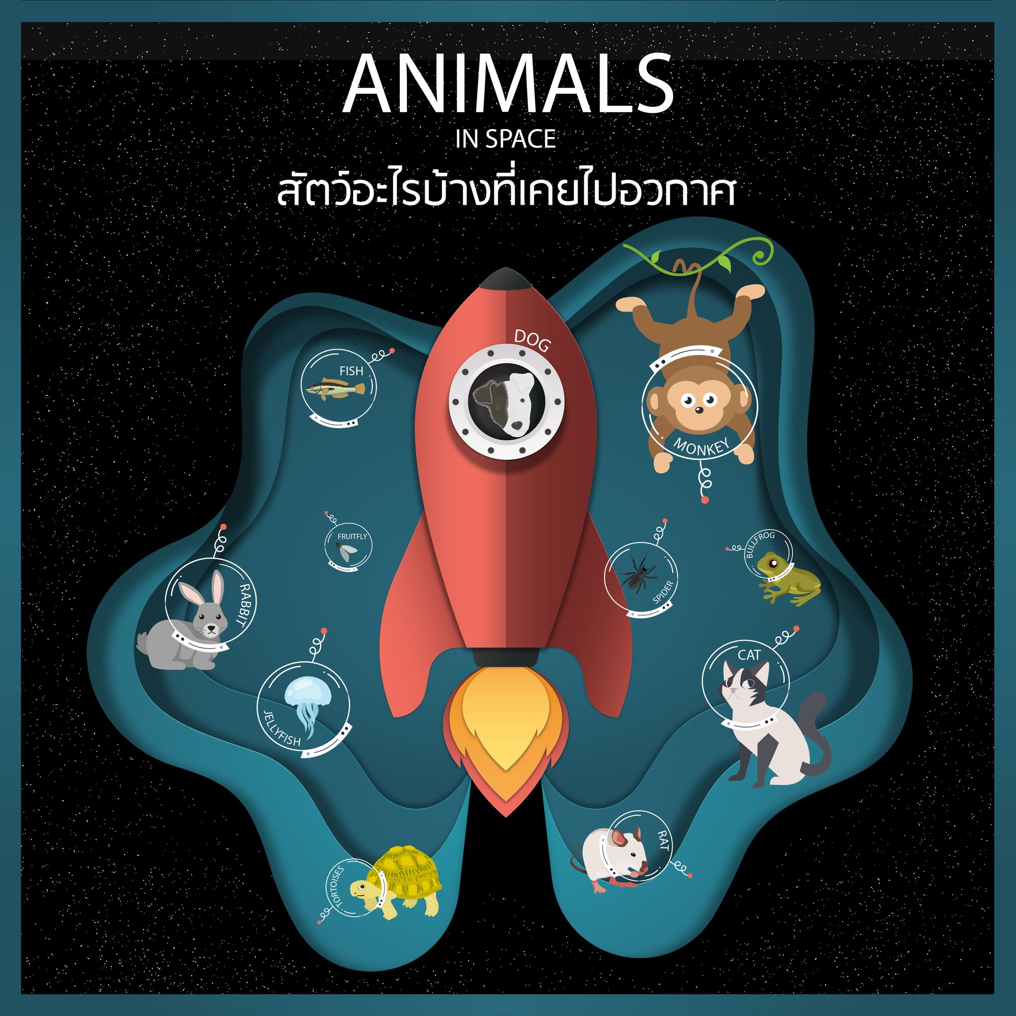 Animals in space  สัตว์อะไรบ้างที่เคยไปอวกาศ